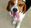 642px-beagle_tongue_hanging_out.jpg