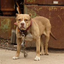 pit bull