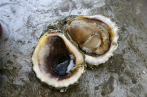 Oyster