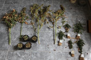 Marijuana