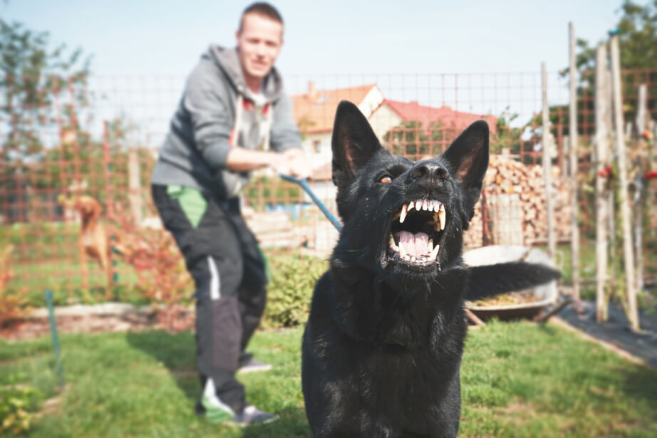 Dog owner tries to stop a dog bite attack 